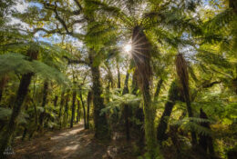 New Zealand 2025 (2 group) (37/84)